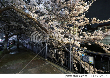 大岡川櫻花_2024年4月7日_11 113512503