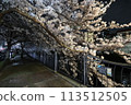 Cherry blossoms along the Ooka River_April 7, 2024_13 113512505
