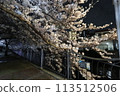 Cherry blossoms along the Ooka River_April 7, 2024_14 113512506