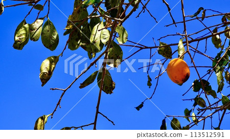 秋日蔚藍天空下成熟的柿子 113512591