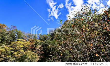 Autumn leaves along the roadside of the Oigawa River at Kirari, a mountain station in Yoro Valley 113512592