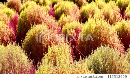 秋天的地膚子,葉子已經開始變色 秋天的地膚子,葉子已經開始變色 113512629