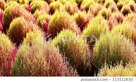 Kochia starting to turn red in autumn Kochia starting to turn red in autumn 113512630