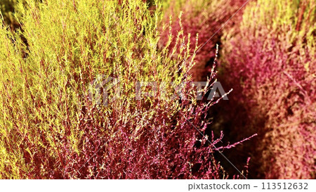 Kochia starting to turn red in autumn 113512632