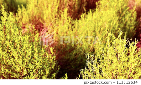 Kochia starting to turn red in autumn Kochia starting to turn red in autumn 113512634