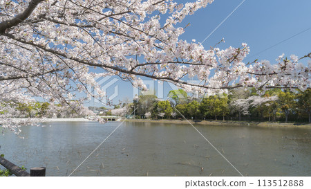 [Chiba City, Chiba Prefecture] Spring cherry blossoms and Oyumi Pond 113512888