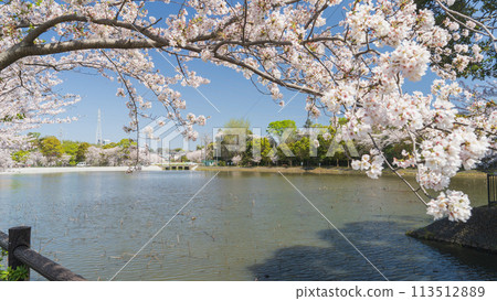 [Chiba City, Chiba Prefecture] Spring cherry blossoms and Oyumi Pond 113512889