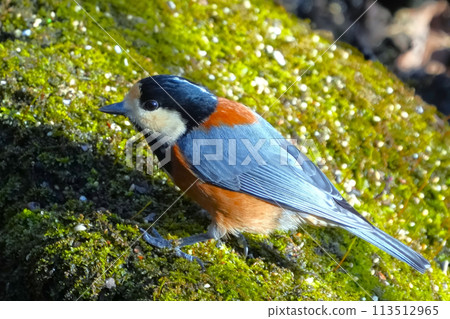 A cute and beautiful wild bird that came out of nowhere and stopped in front of me A cute and beautiful wild bird that came out of nowhere and stopped in front of me 113512965