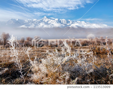 Frozen cobwebs on plants. Frost on the tall grass. 113513009