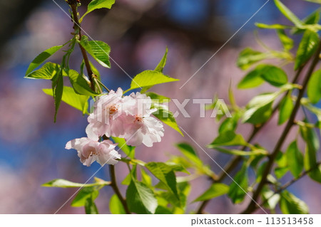 櫻花和嫩葉 113513458