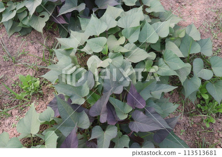 Sweet Potato Ipomoea batatas plant on farm Sweet Potato Ipomoea batatas plant on farm 113513681