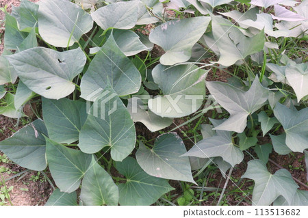 Sweet Potato Ipomoea batatas plant on farm Sweet Potato Ipomoea batatas plant on farm 113513682