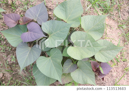 Sweet Potato Ipomoea batatas plant on farm Sweet Potato Ipomoea batatas plant on farm 113513683