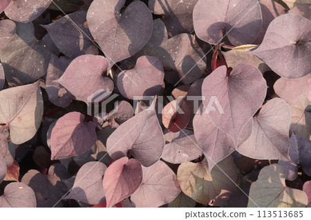 Sweet Potato Ipomoea batatas plant on farm Sweet Potato Ipomoea batatas plant on farm 113513685