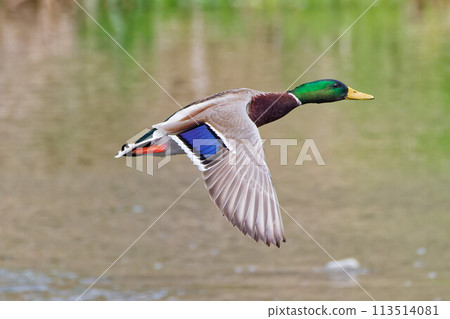 Mallards spreading their wings 113514081