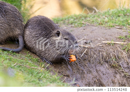 A young nutria or coypu (Myocastor coypus) eats a piece of carrot on the riverbank A young nutria or coypu (Myocastor coypus) eats a piece of carrot on the riverbank 113514248
