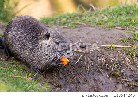 A young nutria or coypu (Myocastor coypus) eats a piece of carrot on the riverbank A young nutria or coypu (Myocastor coypus) eats a piece of carrot on the riverbank 113514249