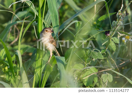 褐頭鷦鶯 113514277