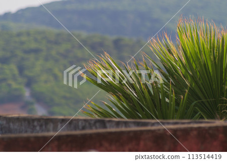 Huge spreading leaves of the palm tree filamentous Washingtonia against the background of eroded mountainous terrain with forest Huge spreading leaves of the palm tree filamentous Washingtonia against the background of eroded mountainous terrain with forest 113514419