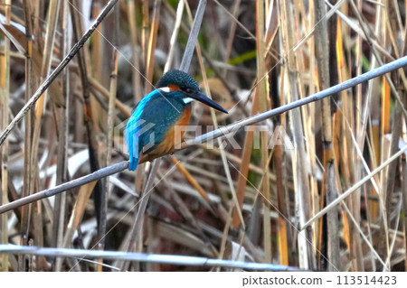 一隻不知從哪兒冒出來停在我面前的可愛美麗的翠鳥 113514423