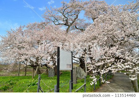 Beautiful Ishibe cherry blossoms in Ichinomachi, Aizuwakamatsu City, Fukushima Prefecture 113514460