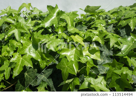 Ivy growing and tangled in the sunlight Ivy growing and tangled in the sunlight 113514494