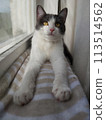 The cat lies on the windowsill and looks at the camera. Young cat with yellow eyes. 113514562