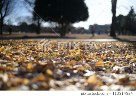 冬天早晨太陽 113514584