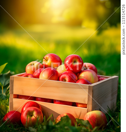 Wooden box of freshly picked red apples. Blurred orchard background with copy space. AI generated 113514726