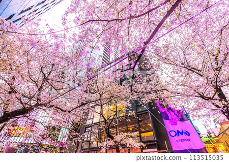 Tokyo cityscape, Japan: Cherry blossoms in full bloom on Sakurazaka in front of Shibuya Sakura Stage SHIBUYA Tower on April 5th Tokyo cityscape, Japan: Cherry blossoms in full bloom on Sakurazaka in front of Shibuya Sakura Stage SHIBUYA Tower on April 5th 113515035