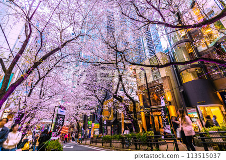 日本東京城市景觀澀谷櫻花舞台澀谷塔前的櫻坂櫻花盛開=4月5日 113515037