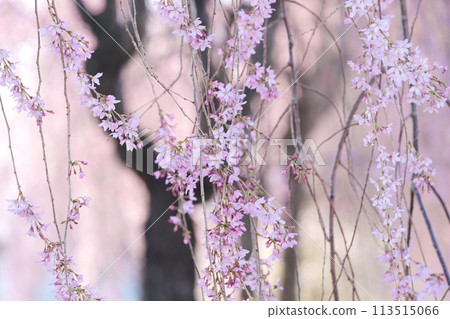 北方的櫻花開得晚，北方的岩手縣已經迎來了春天，整個小鎮都被櫻花的色彩所覆蓋。 113515066