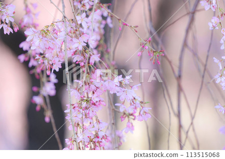 北方的櫻花開得晚，北方的岩手縣已經迎來了春天，整個小鎮都被櫻花的色彩所覆蓋。 113515068