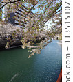 Cherry blossoms along the Ooka River_April 13, 2024_1 113515107