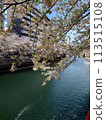 Cherry blossoms along the Ooka River_April 13, 2024_2 113515108