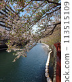 Cherry blossoms along the Ooka River_April 13, 2024_3 113515109