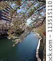Cherry blossoms along the Ooka River_April 13, 2024_4 113515110