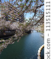 Cherry blossoms along the Ooka River_April 13, 2024_5 113515111