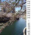 Cherry blossoms along the Ooka River_April 13, 2024_6 113515112