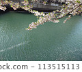 Cherry blossoms along the Ooka River_April 13, 2024_7 113515113