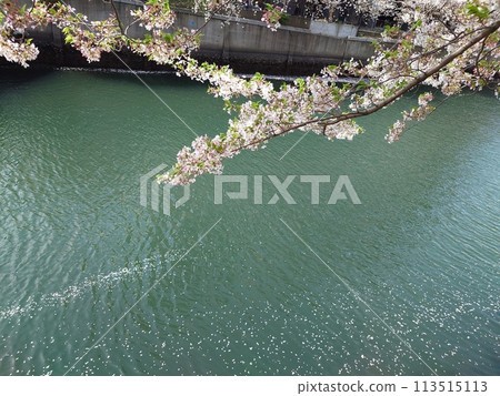 Cherry blossoms along the Ooka River_April 13, 2024_7 113515113