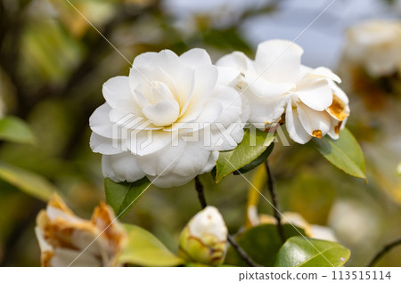 白色山茶花 113515114