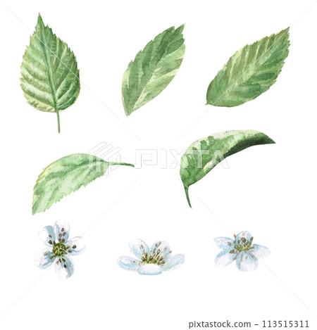 Set of raspberry flowers and leaves watercolor illustrations isolated on white background. Hand drawn flowers for cookbooks, dessert recipes and rustic organic products 113515311