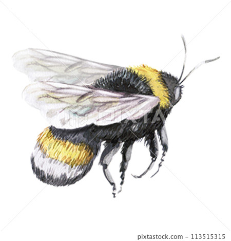 The insect bee, bumblebee in the illustration is isolated on a white background. Hand drawn drawing of bee,bumblebee for,dessert and rustic organic food recipes,honey fairs,menu illustration 113515315