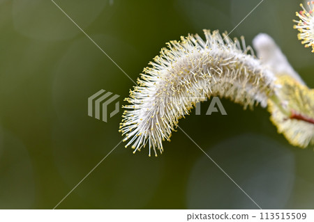 Pussy willow flowers blooming in the morning 113515509