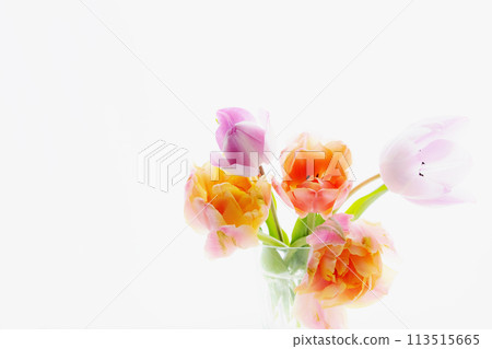 Double-flowered and pale purple tulips in a glass 113515665