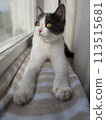 The cat lies on the windowsill and looks out the window. Young cat with yellow eyes. 113515681