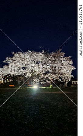 春天夜晚的櫻花燈火通明 春天夜晚的櫻花燈火通明 113515761