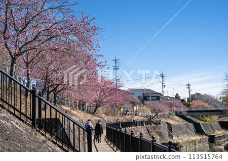 掛川城周圍的風景,河邊春天的櫻花盛開(靜岡縣) 掛川城周圍的風景,河邊春天的櫻花盛開(靜岡縣) 113515764