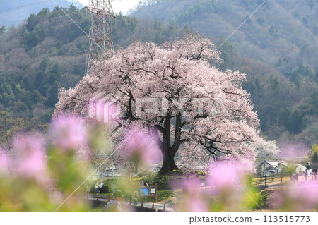 Cherry blossoms at Mizuka Cherry blossoms at Mizuka 113515773
